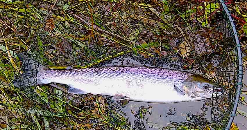 fly fishing for salmon Welsh Dee