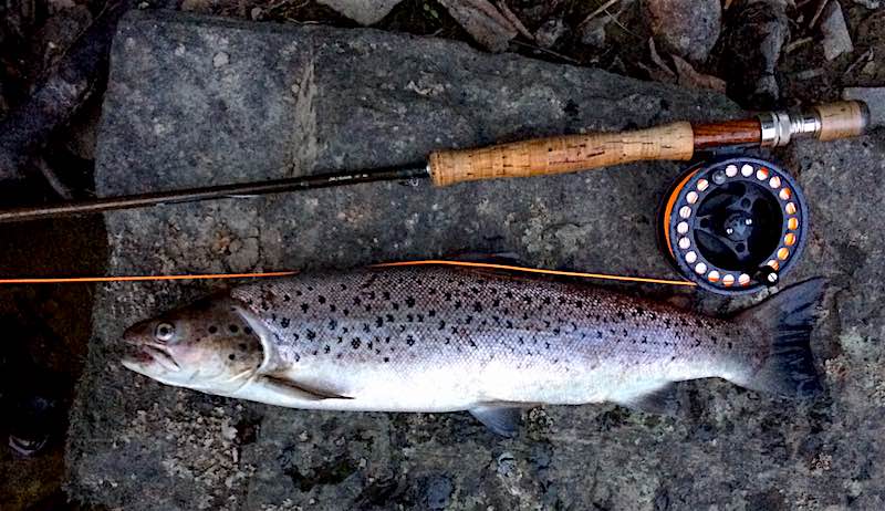 How to fish for daytime sea trout on the amazing Welsh Dee