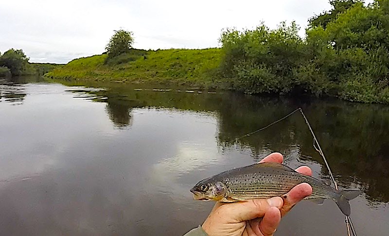A beautiful salmon on a single-handed rod while sea trout fishing on the Dee salmon on a single-handed rod