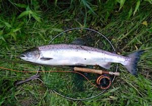 welsh dee salmon on a single-handed rod caught at bangor-on-dee