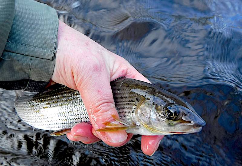 How to catch grayling in the heat of summer on the Welsh Dee I've been asked for advice on how to catch grayling on the Welsh Dee during this prolonged period of hot and dry weather. Therefore, in this post, I will share my approach to summer grayling fly fishing.
