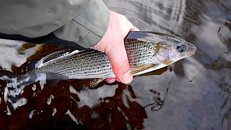 fishing for grayling Welsh Dee - grayling flies for february