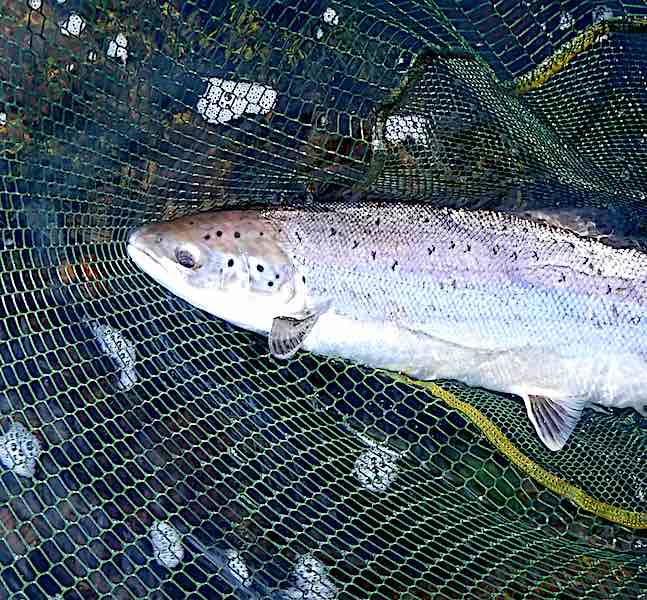 June fishing report Welsh Dee & River Ribble: beautiful trout, grayling, and salmon June fishing report for the River Ribble and Welsh Dee. Covering my fly fishing efforts for trout, salmon and sea trout; and a general update on notable fish caught by other anglers.