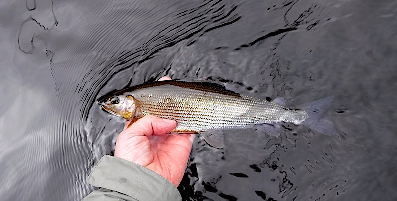 june fishing report grayling