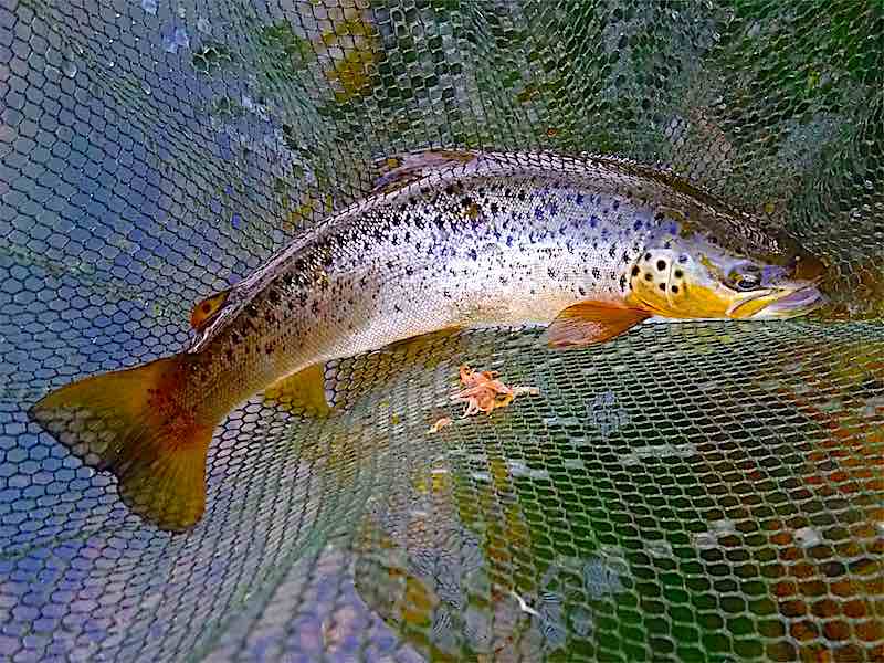 Brown Trout, Grayling & Chub but no Sea Trout – May 2017 I covered this area with the flies and almost immediately the line was pulled out of my hand and fish tore off downstream. Initially, I thought I was into my first Ribble sea trout but when it slipped into the net it was clearly not a sea trout but a big chub (3 to 4lbs), which had fallen for the Teal Blue & Silver.