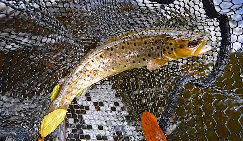 Out fly fishing for beautiful trout on the River Alwen My first fishing trip with friends to catch trout on the River Alwen turned out to be a great success. I caught 3 beautiful wild brown trout were caught on the dry fly, my son has a couple and Simon had a trout few too.