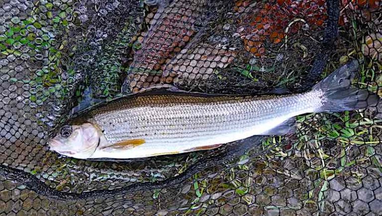 My best 10 grayling flies for November on the Welsh Dee