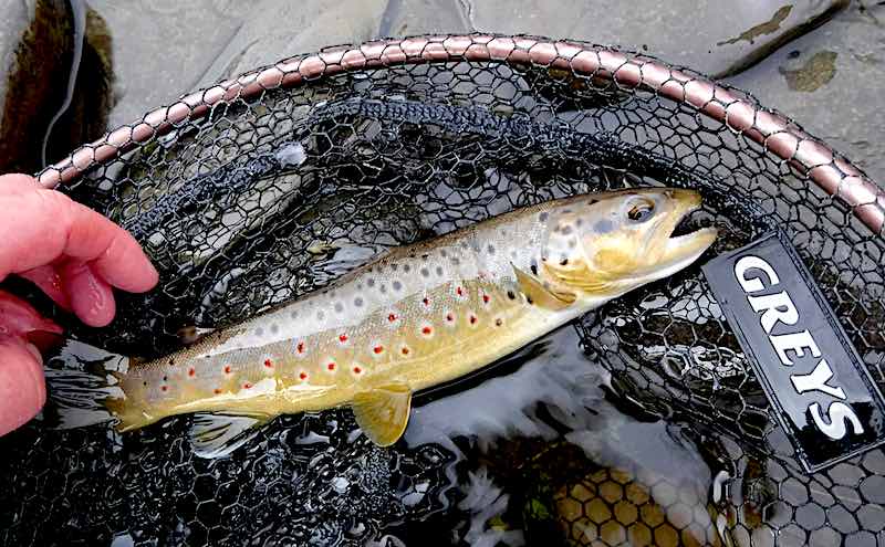 Out fly fishing for beautiful trout on the River Alwen My first fishing trip with friends to catch trout on the River Alwen turned out to be a great success. I caught 3 beautiful wild brown trout were caught on the dry fly, my son has a couple and Simon had a trout few too.