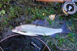 grayling fly fishing Welsh Dee llangollen