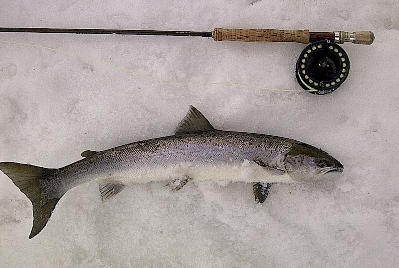 Welsh Dee Kelt from the Pipe Pool