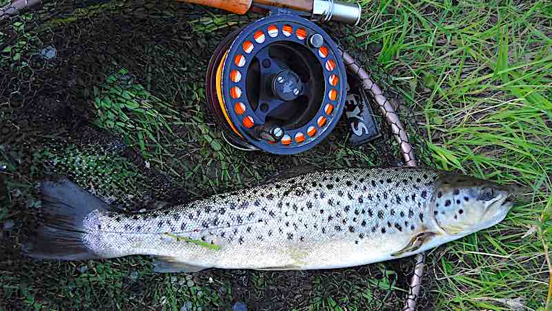 fly fishing for Welsh Dee Brown trout