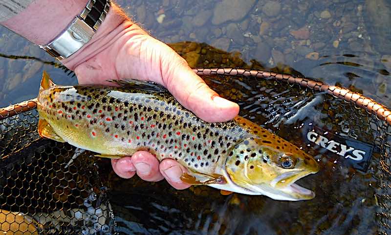 Fly fishing in May for trout on 3 beautiful rivers Fly fishing in May on the Welsh Dee, River Eamont, and River Eden has produced wonderful brown trout this year. This article shares what flies and techniques have been most successful on each river.
