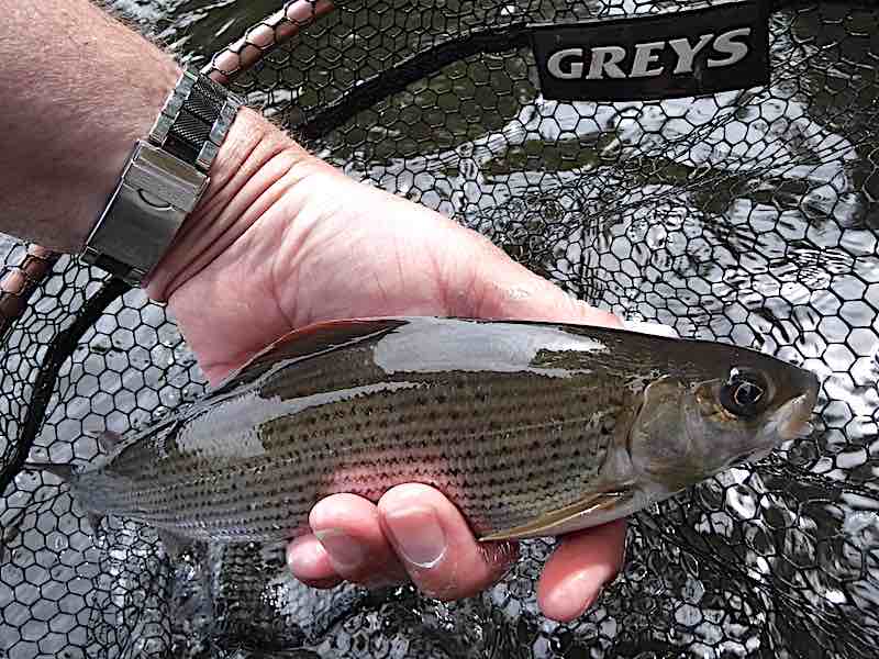grayling fly fishing Welsh Dee  Midland Flyfishers