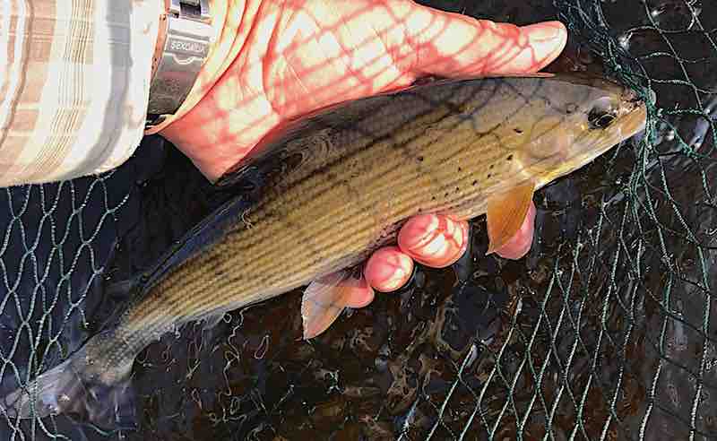 How to catch grayling in the heat of summer on the Welsh Dee I've been asked for advice on how to catch grayling on the Welsh Dee during this prolonged period of hot and dry weather. Therefore, in this post, I will share my approach to summer grayling fly fishing.