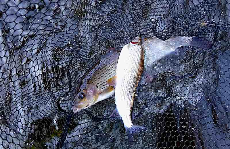 fishing diary - grayling from the Top Pool at Llangollen