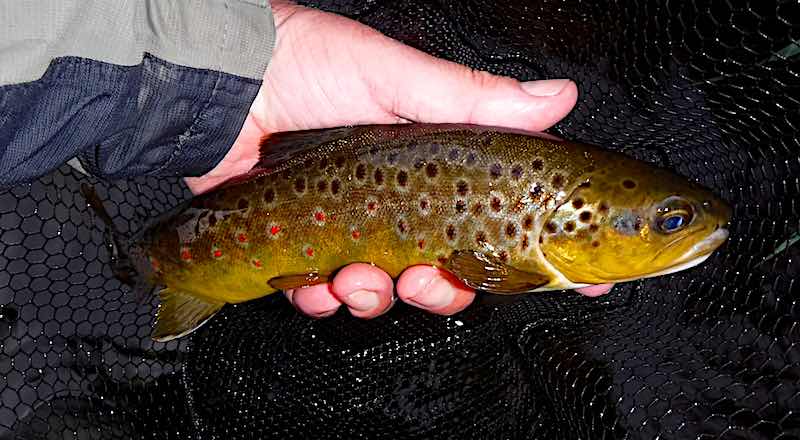 trout fly fishing Welsh Dee llangollen