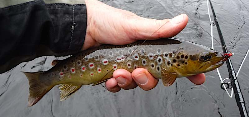 Welsh Dee salmon are extremely thin on the ground this year ...