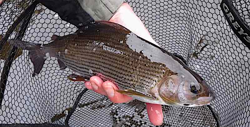 grayling caught fly fishing on the River Ribble