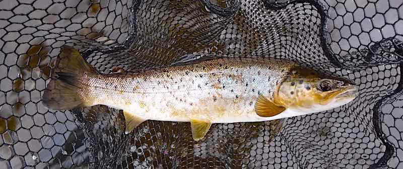 trout caught fly fishing on the River Ribble