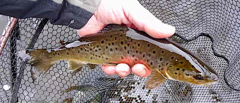 trout fly fishing Welsh Dee