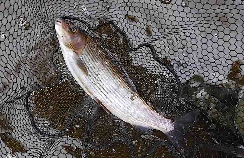 grayling caught fly fishing on the River Ribble