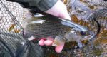 czech nymphing for grayling