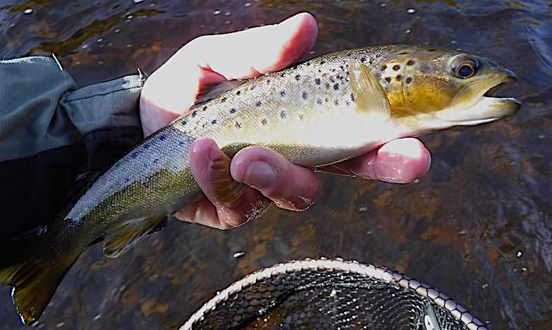 July fishing report from the banks of the beautiful Welsh Dee This July fishing report covers my fly fishing activities on the Welsh Dee. I've caught my first sea trout of the season and some lovely trout and grayling. A few lucky anglers have also caught salmon.