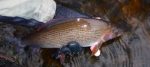 grayling fly fishing Welsh Dee llangollen