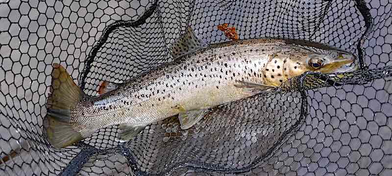 fishing welsh dee sea trout