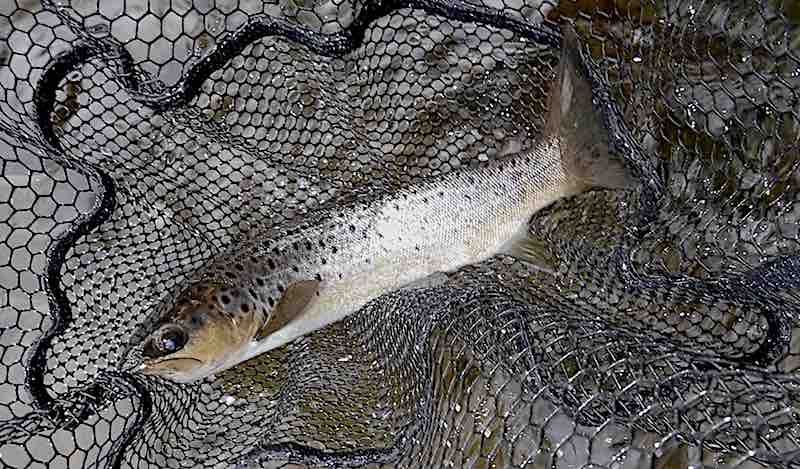 fishing welsh dee sea trout llangollen