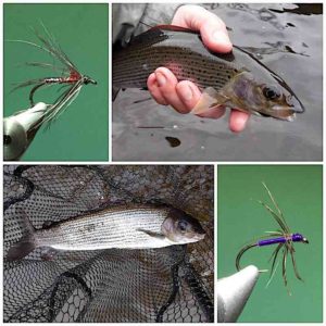 grayling fishing welsh dee llangollen