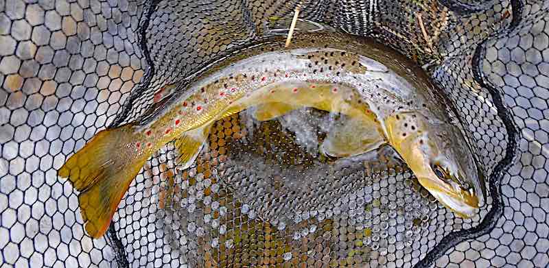 trout caught on the Jingler fly fishing welsh dee llangollen