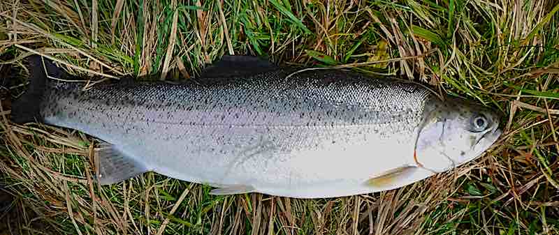 Stocks Reservoir rainbow trout 
