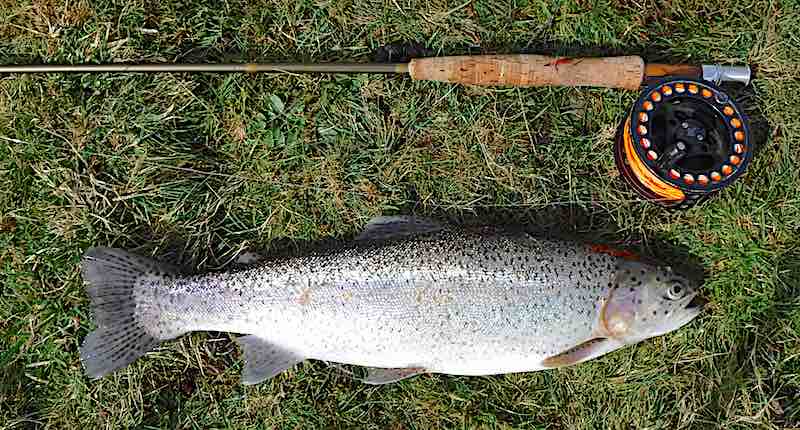 fly fishing for rainbow trout stocks reservoir