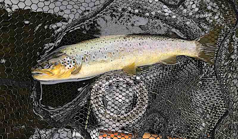 brown trout fly fishing welsh dee llangollen