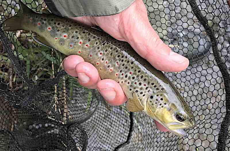 fly fishing the river Alwen for trout