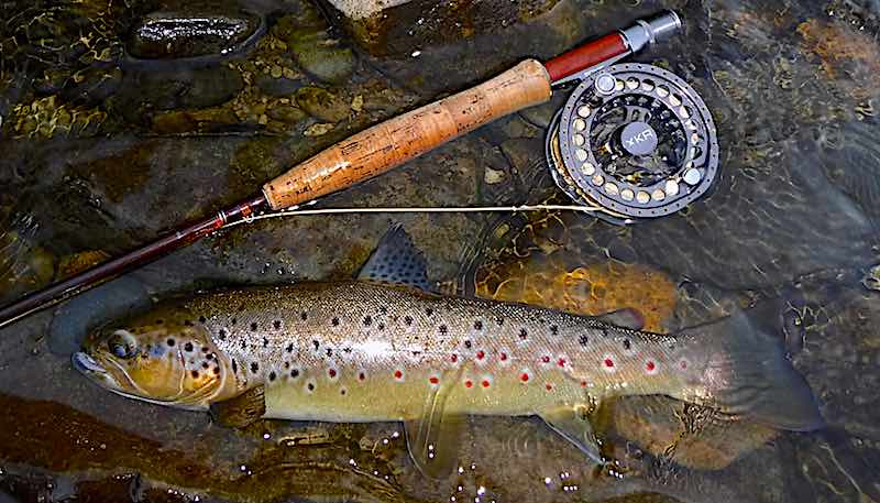 my best trout from Welsh Dee in 2019