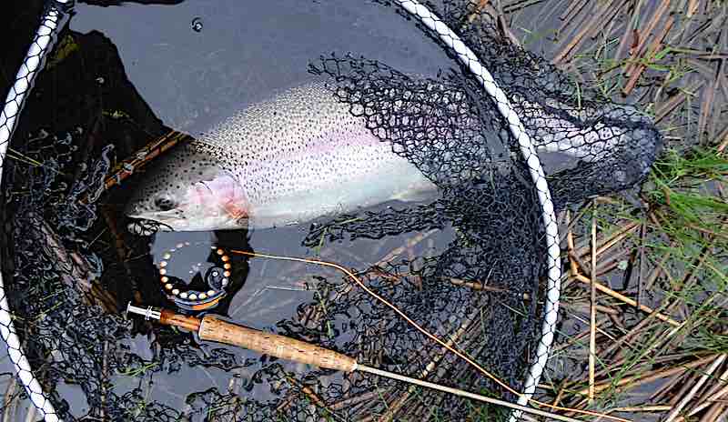 fly fishing rainbow trout loch banachton Inverness