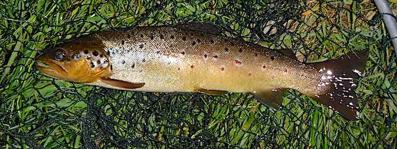 trout fly fishing welsh dee llangollen