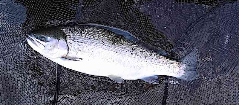 trout fly fishing Llyn Brenig