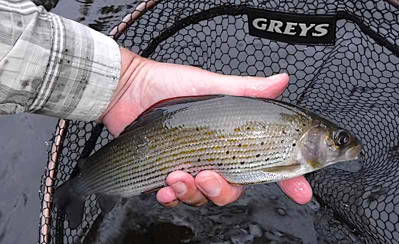 July fly fishing report Welsh Dee grayling
