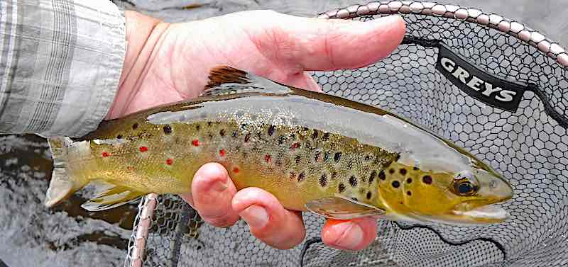 brown trout fly fishing rhagatt hall Welsh Dee