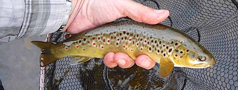 brown trout fly fishing Rhagatt Hall Welsh Dee