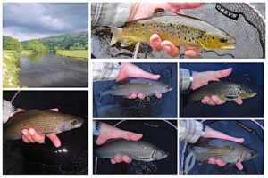 grayling and trout fishing rhagatt hall Welsh Dee