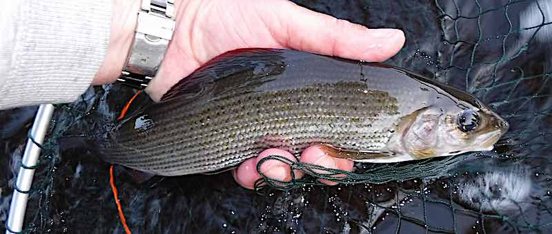 BoD grayling July fishing report 