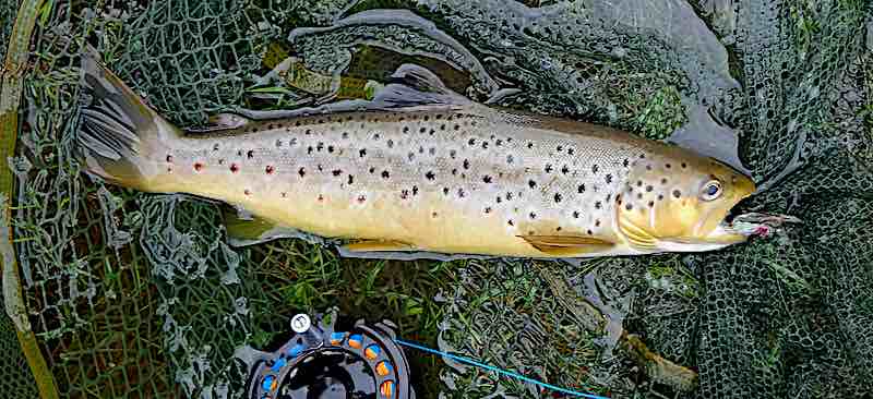 fly fishing with streamers for trout Welsh Dee Llangollen