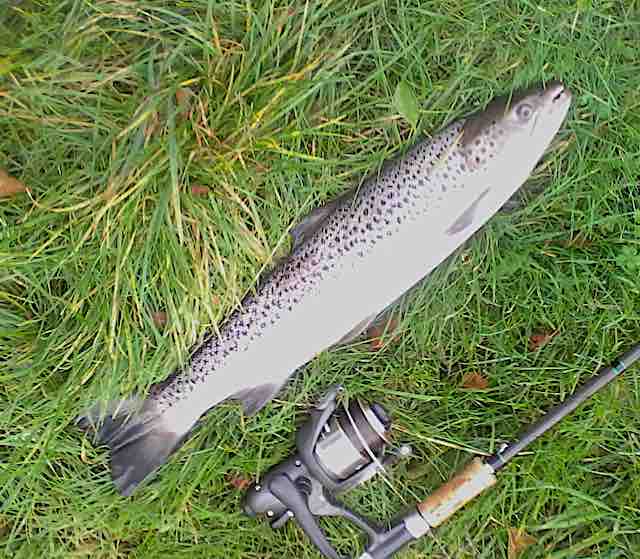 sea trout fishing Welsh Dee llangollen