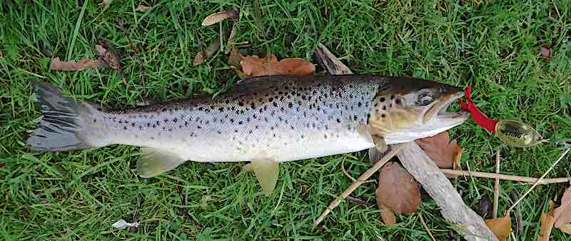 sea trout fishing Welsh Dee llangollen