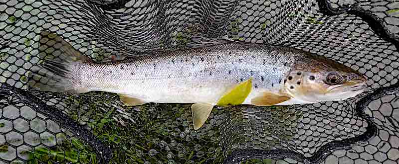 sea trout fly fishing Welsh Dee llangollen