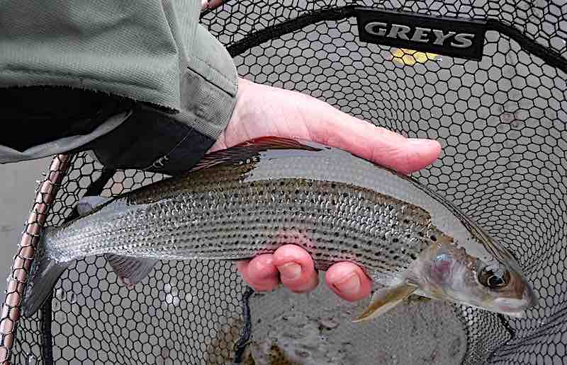 grayling fly fishing welsh dee with a squirmy wormy